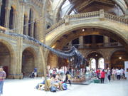 Diplodocus tail, Natural History Museum, London.