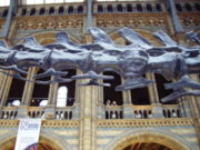 Diplodocus - Bone formation in the tail.