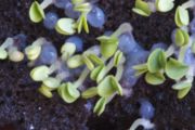 Basil sprouts. The gel is the dissolving seed coat.
