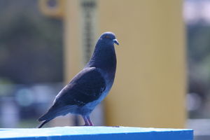 Picazuro pigeon - Wikipedia