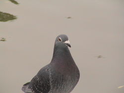 Pigeon beside Weiming Lake, Peking University (2002)