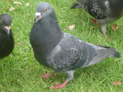 A feral pigeon  Columba livia domestica in a city park.