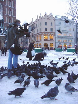 Feral pigeons in Kraków, Poland.