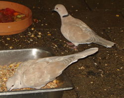 Barbary Dove (or Domestic Ringneck), Streptopelia risoria, native to South Africa.