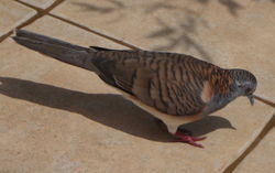 Bar-shouldered Dove, Geopelia humeralis, native to Australia.