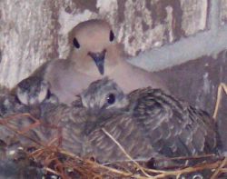 Nestlings and mother Mourning Dove Zenaida macroura