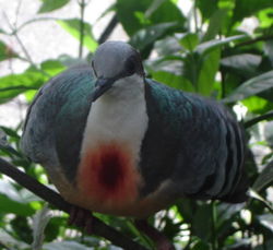 Luzon Bleeding-heart Pigeon Gallicolumba criniger, native to the Philippines.