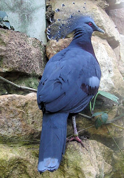 Victoria Crowned Pigeon Goura victoria in a zoo aviary.