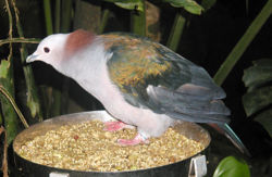 Chestnut-naped Imperial Pigeon Ducula aenea paulina. Other names for this bird are Celebes Imperial Pigeon, Celebes Green Imperial Pigeon and Green Imperial Pigeon.