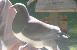 Kererū, New Zealand Pigeon, Hemiphaga novaeseelandiae.