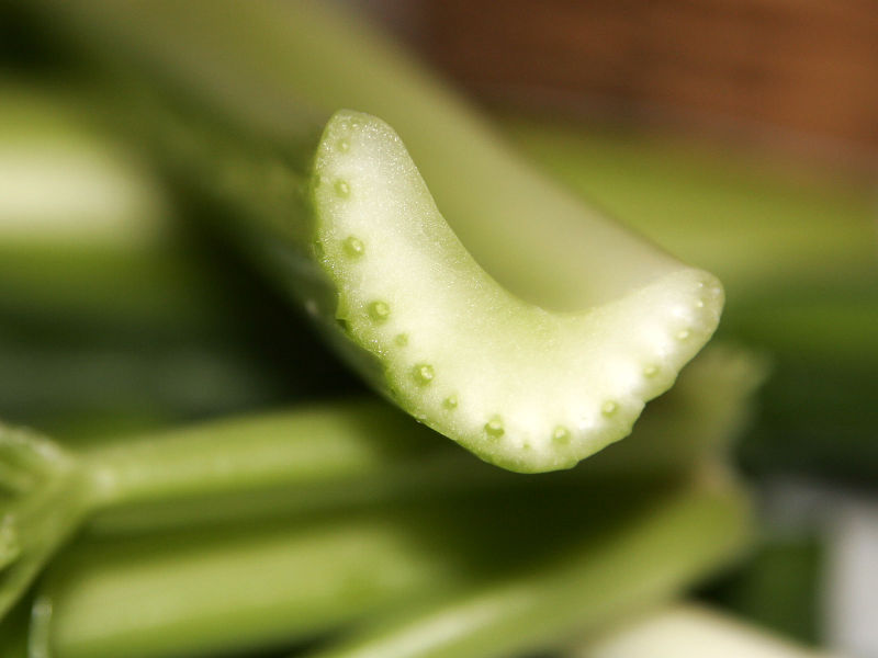 Image:Celery cross section.jpg