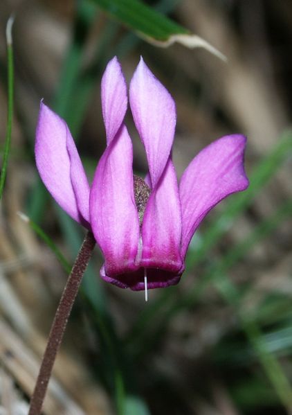 Image:Cyclamen purpurascens 280803.jpg