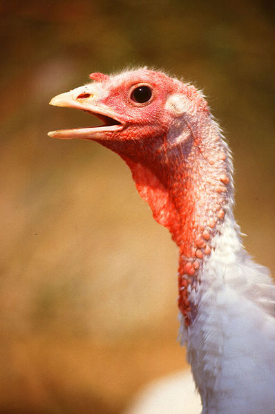 Image:Large White turkey female.jpg