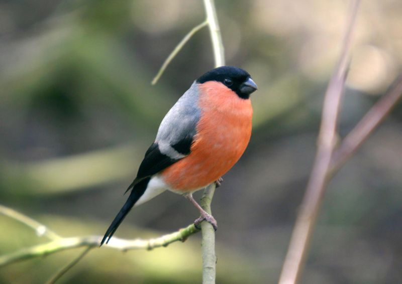 Image:Bullfinch at Pennington Flash.jpg