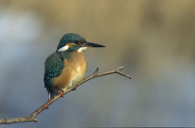 Image:Alcedo atthis 1 (Marek Szczepanek).jpg