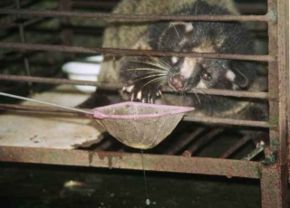 A civet, or sea fox, photographed in the Zigong People's Zoo, Sichuan, 2001, by the Asian Animal Protection Network. The animal was kept hungry so that visitors could feed him live eels from a ladle. 