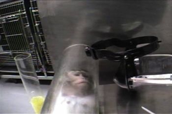 A monkey in a restraint tube filmed by PETA in a Covance branch, Vienna, Virginia, 2004-5 