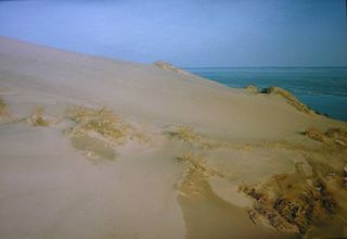 Coastal dunes in Curonian spit.