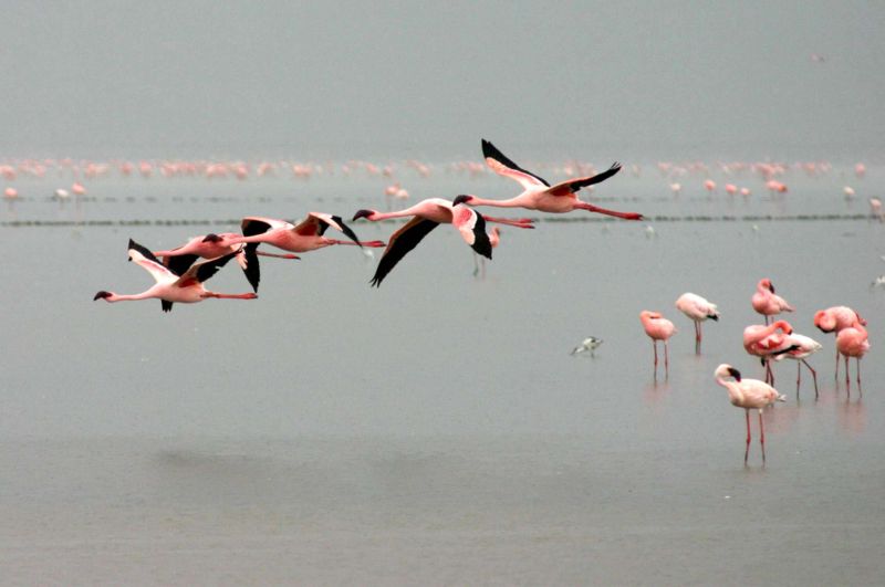 Image:Lesser-flamingos-flying.jpg