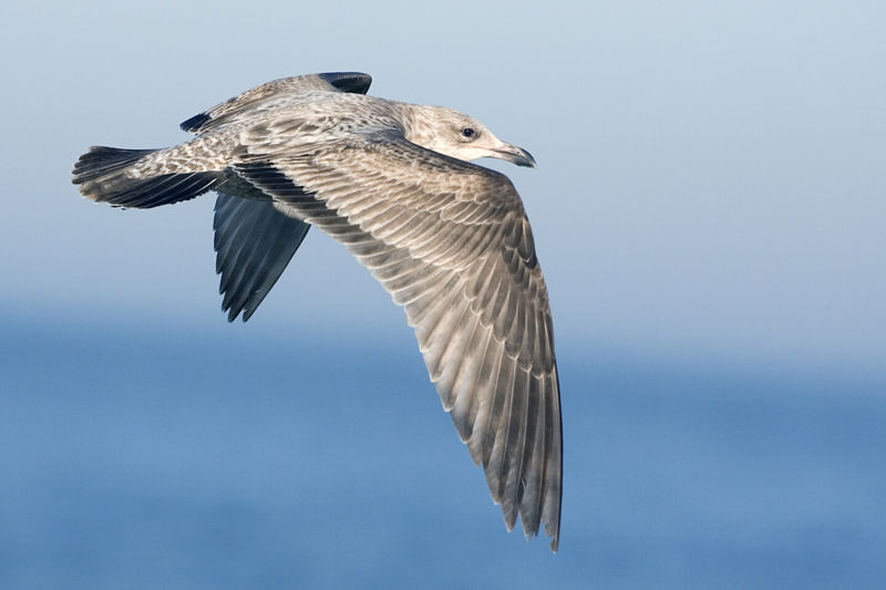 Image:Herring gull - natures pics.jpg
