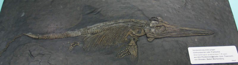 Image:Ichthyosaur fossil.jpg