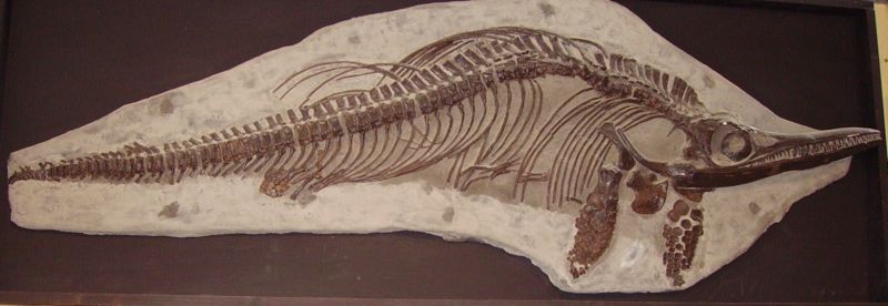 Image:Ichthyosaur mounted skeleton.JPG