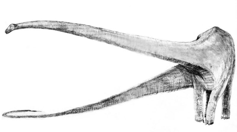 Image:Sketch mamenchisaurus.jpg