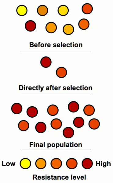 Image:Antibiotic resistance.gif