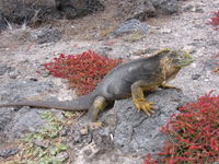 The Marine iguana is one of the signature animals of the Galápagos islands.