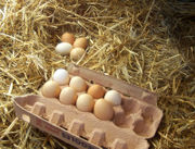 A carton of free-range chicken eggs