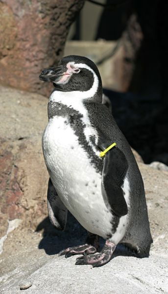 Image:Humboldt Penguin.jpg