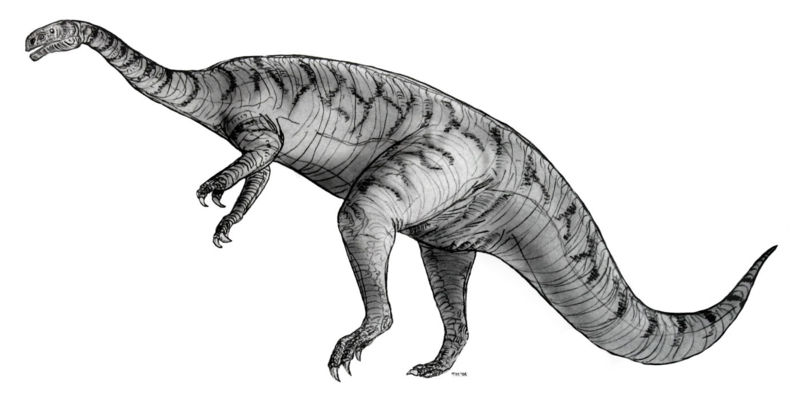 Image:Sketch plateosaurus.jpg