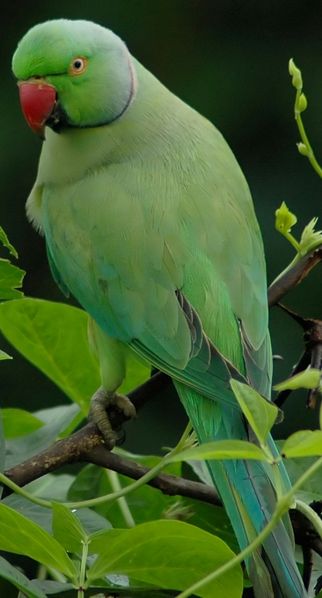 Image:Alexandrine parakeet 3.jpg