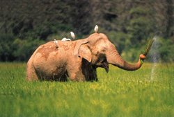 Elephant In Sri Lanka