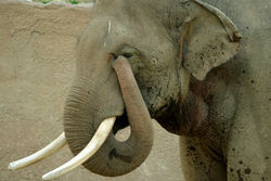 An elephant can use its trunk for a variety of purposes. This one is wiping its eye.