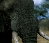 Skin of an African elephant