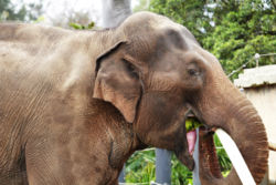 Asian Elephant eating a watermelon