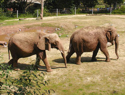 Left to right - African Savannah Elephant Loxodonta africana, born 1969, and Asian Elephant Elephas maximus, born 1970, at an English zoo.