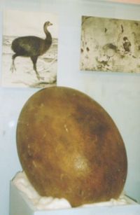 Reconstruction of Elephant Bird Egg, Ipswich Museum, England