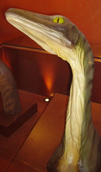 Image:Troodon head & neck NHM.jpg