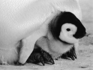 Emperor penguin chick