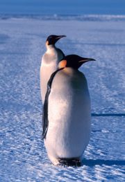 Emperor Penguins, Ross Sea, Antarctica.