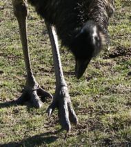 Emus have only three toes in a tridactyl arrangement; this adaptation for running is seen in other bird species, such as bustards and quails. The Ostrich has only two toes.