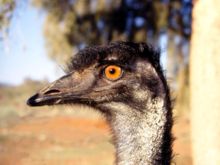 Emu eyes are golden brown to black. The naked skin on the neck is bluish-black.