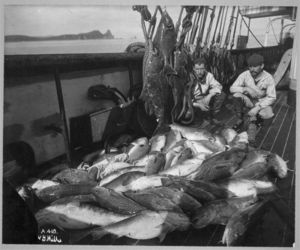 Alaskan fishing boat around the turn of the 20th century, showing a catch of cod and halibut.