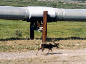 A caribou walks next to a section of the pipeline north of the Brooks Range.
