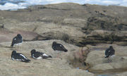 Group at a high tide roost