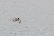 Oystercatcher in flight