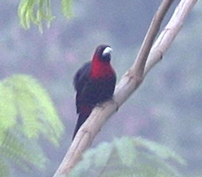 Image:Crimson-collared Tanager.jpg