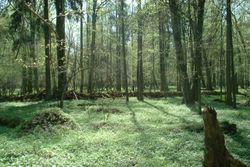 Białowieża National Park, Poland